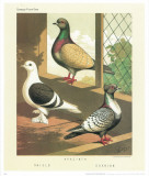 Cassell's Pigeon Book I