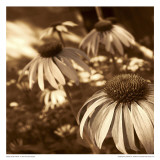 Sepia Flower
