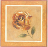 Golden Roman Rose