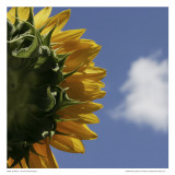 Sunflower I
