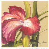 Pink Flower