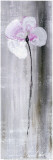 Fleur Blanche Et Violette