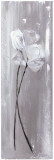 Fleurs Éphémères