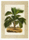 Palmeras V