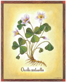 Oxalis Acetosella