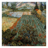 Champs Aux Coquelicots