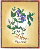 Vinca Minor
