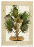 Palmeras IV