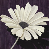 Marguerite II