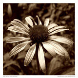 Sepia Flower