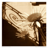Sepia Flower