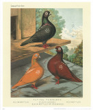 Cassell's Pigeon Book II