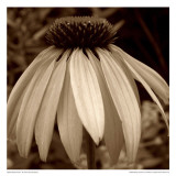 Sepia Flower