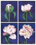 Blossoming Flower III