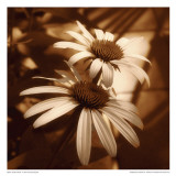 Sepia Flower