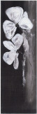 Deux Fleurs Fond Noir