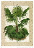 Palmeras VI