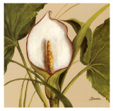 White Flower