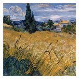 Champ De Blé Vert Avec Cypres