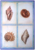 Shells