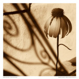 Sepia Flower
