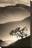 Desert Dreams II