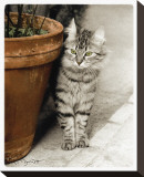 Minou