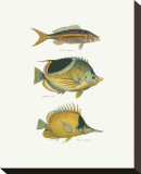 Tropical Fish I