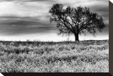 Tree in a Field  Severville  Tennessee