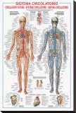 Circulatory System