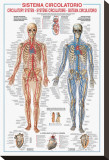 Circulatory System