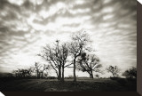 Emigrant Lake Trees