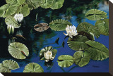 White Water Lilies