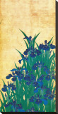 Irises  Japanese