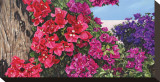 Bougainvillia