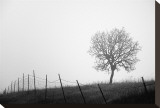 Tree and Fence III
