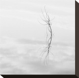 Twig Hyatt Lake