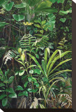 San Isidro Cloud Forest