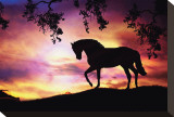 Black Stallion