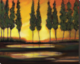 Peaceful California Trees