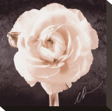 Ranunculus