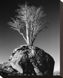 Tree in Solitude