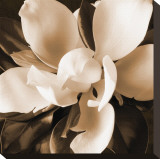 Magnolia Close Up I