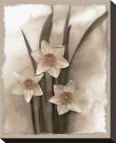 Narcissi Seduction