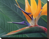 Strelitzia II
