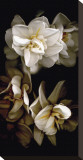White Flowers Delight I