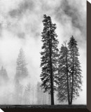 Yosemite Misty Pines Black and White