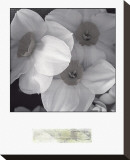 Narcissi for the Wedding I