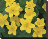 Marsh Marigolds
