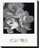 Rose for Romance I